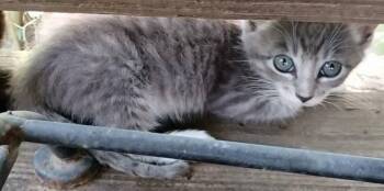 Rescue Tabby Cats for Adoption in Frankston, Texas - Esme | PetCurious