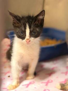 Domestic Short Hair Cats Available for Adoption - TRISCUIT | PetCurious