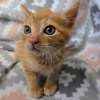 American Shorthair Cats Available for Adoption in Calimesa, California - Rolo | PetCurious