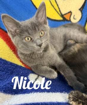 Nicole -  Domestic Short Hair Cat for Adoption in Manistee, Michigan - Nicole | PetCurious