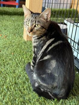 Rescue Domestic Short Hair Cats for Adoption in Youngtown, Arizona - Tod | PetCurious