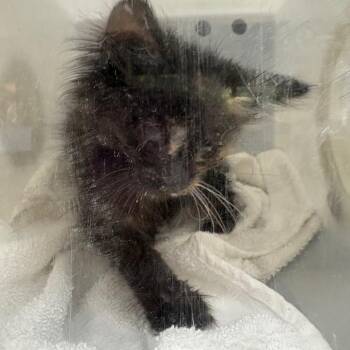 Domestic Medium Hair Cats Available for Adoption in Columbus, Georgia - 05/22/2026-Stray-SpringwoodCourt | PetCurious