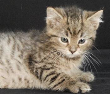 Havoc -  Tabby and Domestic Short Hair Cat for Adoption in Newland, North Carolina - Havoc | PetCurious