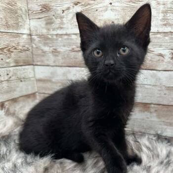 Meg -  Domestic Short Hair Cat for Adoption in Lexington, Kentucky - Meg | PetCurious