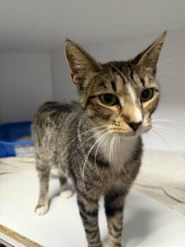 Catalina -  Domestic Medium Hair Cat for Adoption in Ontario, California - Catalina | PetCurious