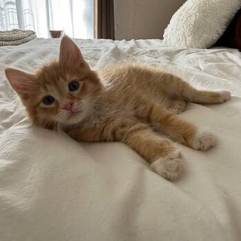 Samwise (teal) -  Domestic Long Hair Cat for Adoption in Sunnyvale, California - Samwise (teal) | PetCurious