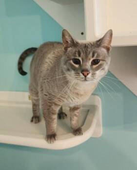 Nona -  Siamese Cat for Adoption in Fairfield, Iowa - Nona | PetCurious