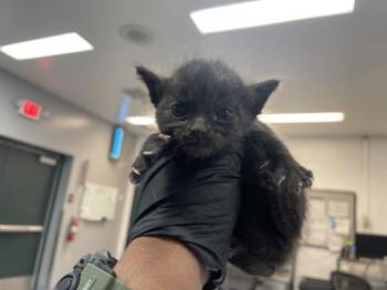 Domestic Short Hair Cats Available for Adoption in Thousand Palms, California - A1913686 | PetCurious