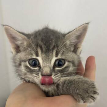 Starry -  Russian Blue Cat for Adoption in Franklin, North Carolina - Starry | PetCurious