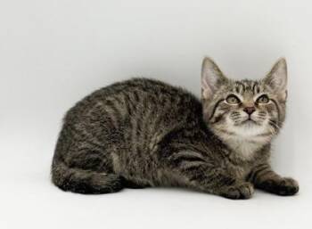 Hunter -  Domestic Short Hair Cat for Adoption in Bowling Green, Kentucky - Hunter | PetCurious