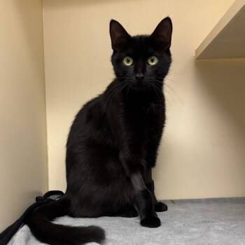 Rescue Domestic Short Hair Cats for Adoption in Waynesboro, Pennsylvania - Ariat | PetCurious