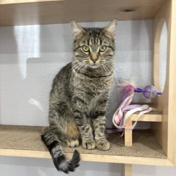 Domestic Short Hair Cats Available for Adoption - Stella | PetCurious