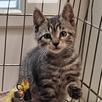 Mickey -  Domestic Short Hair Cat for Adoption in West Palm Beach, Florida - Mickey | PetCurious