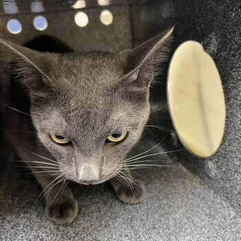 Seven -  Domestic Short Hair Cat for Adoption in Galveston, Texas - Seven | PetCurious