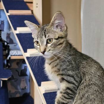 Pecan C11716 -  Domestic Short Hair Cat for Adoption - Pecan C11716 | PetCurious