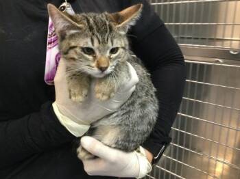 Domestic Short Hair Cats Available for Adoption in Thousand Palms, California - A1918921 | PetCurious