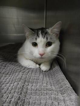 Coop -  Domestic Short Hair Cat for Adoption in Winnipeg, Manitoba - Coop | PetCurious