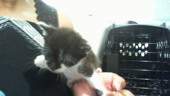 A1268971 -  Domestic Short Hair Cat for Adoption in Charlotte, North Carolina - A1268971 | PetCurious