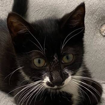 Rescue Domestic Short Hair Cats for Adoption in Greensboro, Georgia - BB | PetCurious