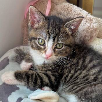 Domestic Short Hair Cats Available for Adoption in South Elgin, Illinois - Leaf | PetCurious
