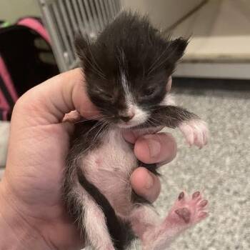 0896-C26 -  Domestic Short Hair Cat for Adoption in Port Charlotte, Florida - 0896-C26 | PetCurious