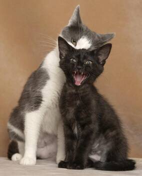 Rockwell & ingrid -  Domestic Short Hair Cat for Adoption in Chicago, Illinois - Rockwell & Ingrid | PetCurious