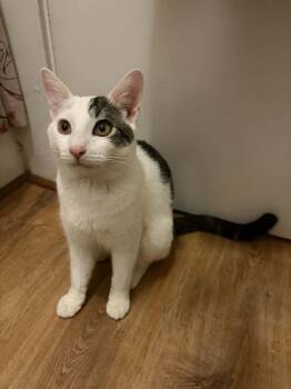 Zuko -  Domestic Short Hair Cat for Adoption in Tucson, Arizona - Zuko | PetCurious
