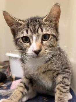 Koji -  Domestic Short Hair Cat for Adoption in Pomona, New York - Koji | PetCurious