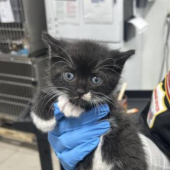Binx -  Domestic Short Hair Cat for Adoption in Newark, New Jersey - Binx | PetCurious