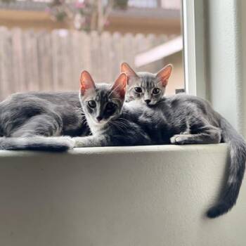 Sully & Mikey (Bonded Brothers) -  Domestic Short Hair Cat for Adoption in Villa Park, California - Sully & Mikey (Bonded Brothers) | PetCurious