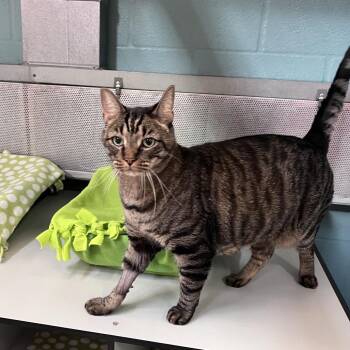 Domestic Short Hair Cats Available for Adoption - Leo | PetCurious