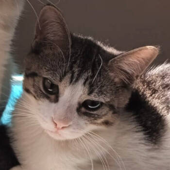 Rescue Domestic Short Hair Cats for Adoption in Merrifield, Virginia - Pepper Pot Kuwait | PetCurious