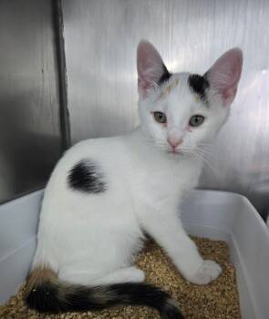 Patsy CLine -  Domestic Short Hair Cat for Adoption in Mount Vernon, Ohio - Patsy CLine | PetCurious