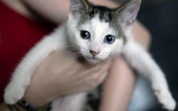 Kevin 2 -  Domestic Short Hair Cat for Adoption in Pittsboro, North Carolina - Kevin 2 | PetCurious