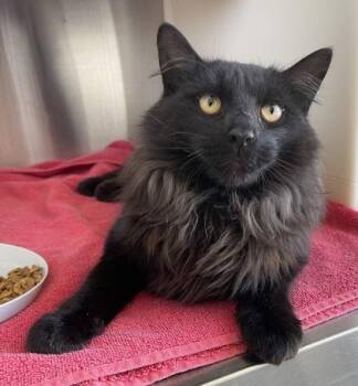 Domestic Long Hair and Domestic Short Hair Cats Available for Adoption in Westland, Michigan - Hades | PetCurious