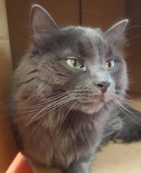 Sylas -  Domestic Medium Hair Cat for Adoption in Stratham, New Hampshire - Sylas | PetCurious
