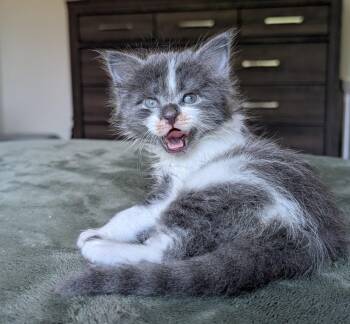 Ollie -  Domestic Medium Hair Cat for Adoption in Raleigh, North Carolina - Ollie | PetCurious