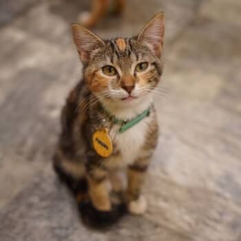 Rescue Domestic Short Hair Cats for Adoption - Paisley | PetCurious