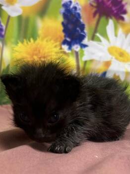 Cardamom -  Domestic Short Hair Cat for Adoption in San Antonio, Texas - Cardamom | PetCurious