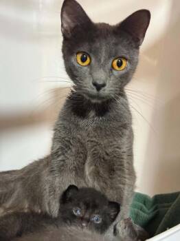 Pepper -  Domestic Short Hair Cat for Adoption in Gorham, Maine - Pepper | PetCurious
