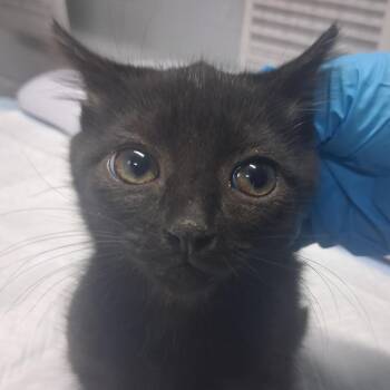Valentine -  Domestic Short Hair Cat for Adoption in Summerville, South Carolina - Valentine | PetCurious