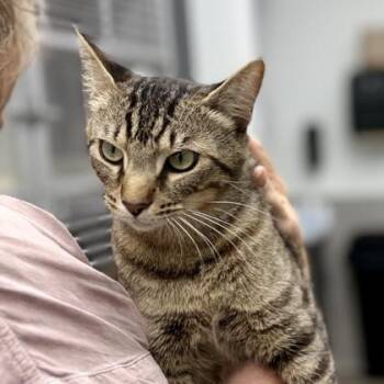 Paul Sheldon -  Domestic Short Hair Cat for Adoption in Atlanta, Georgia - Paul Sheldon | PetCurious