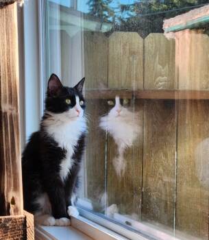Rescue Domestic Long Hair Cats for Adoption in Palmer, Alaska - Adira | PetCurious