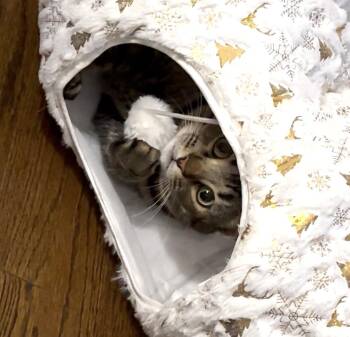 American Shorthair Cats Available for Adoption - Aunt May | PetCurious