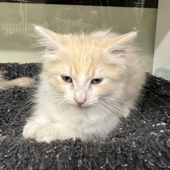 Tempo (WHT) -  Domestic Long Hair Cat for Adoption in League City, Texas - Tempo (WHT) | PetCurious