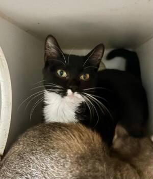 Soxx -  Domestic Short Hair Cat for Adoption in Thompson Falls, Montana - Soxx | PetCurious