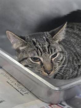 Porsche -  Domestic Short Hair Cat for Adoption in Largo, Florida - Porsche | PetCurious