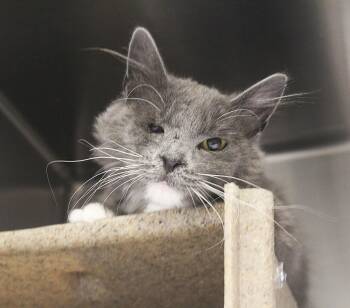 Bubbles -  Domestic Medium Hair Cat for Adoption in Yucca Valley, California - Bubbles | PetCurious