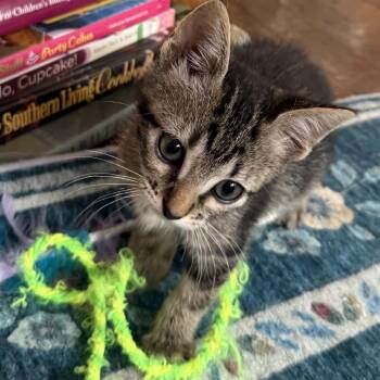 Diamond -  Domestic Short Hair Cat for Adoption in Houston, Texas - Diamond | PetCurious