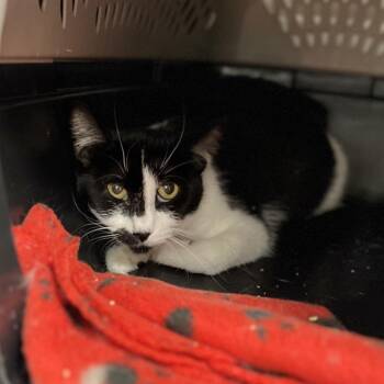 Solesta -  Domestic Short Hair Cat for Adoption in Salt Lake City, Utah - Solesta | PetCurious